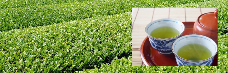 お茶専門店 － みやおえん - おいしい近江のお茶をご賞味下さい。